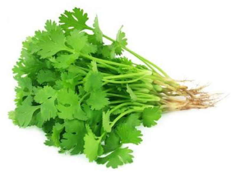 Coriander